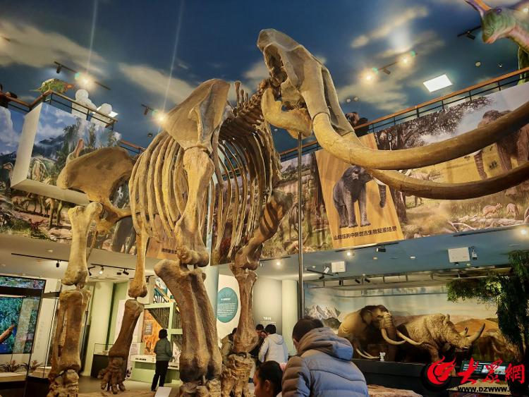 九游娱乐文化：盛世吉“象”开展！潍坊象穿越20万年与你相见(图2)