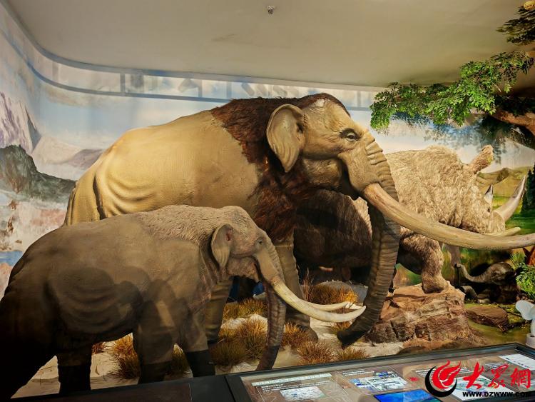 九游娱乐文化：盛世吉“象”开展！潍坊象穿越20万年与你相见(图3)
