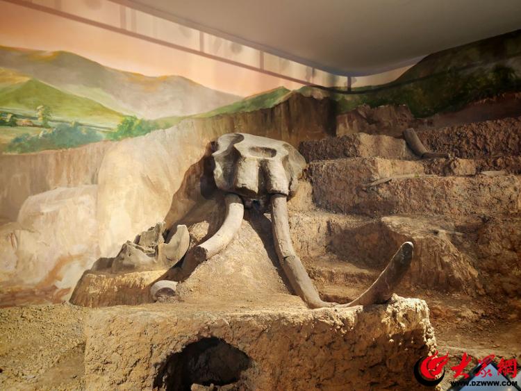 九游娱乐文化：盛世吉“象”开展！潍坊象穿越20万年与你相见(图4)