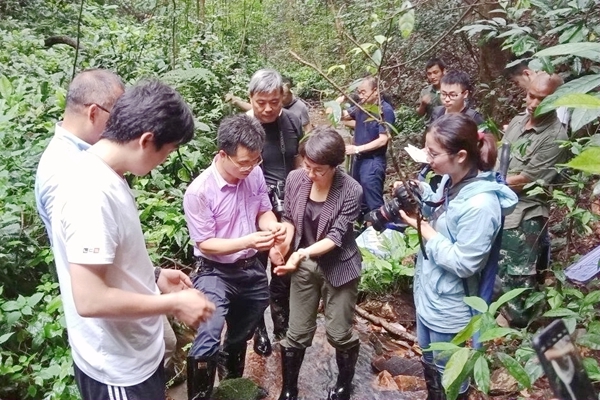 广西书写濒危物种鳄蜥保护传奇(图2)