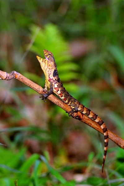 广西书写濒危物种鳄蜥保护传奇