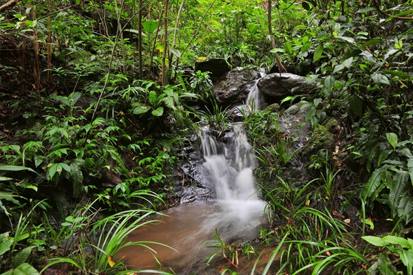 广西书写濒危物种鳄蜥保护传奇(图3)
