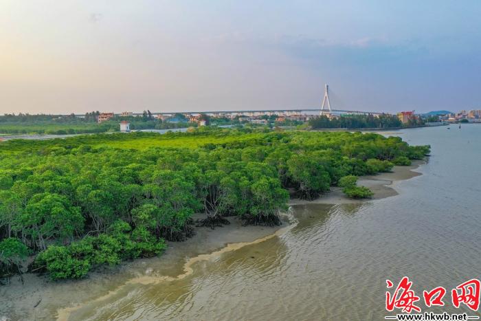 全省唯一！海口北港岛入选2025年“美丽中国我是行动者”先进典型
