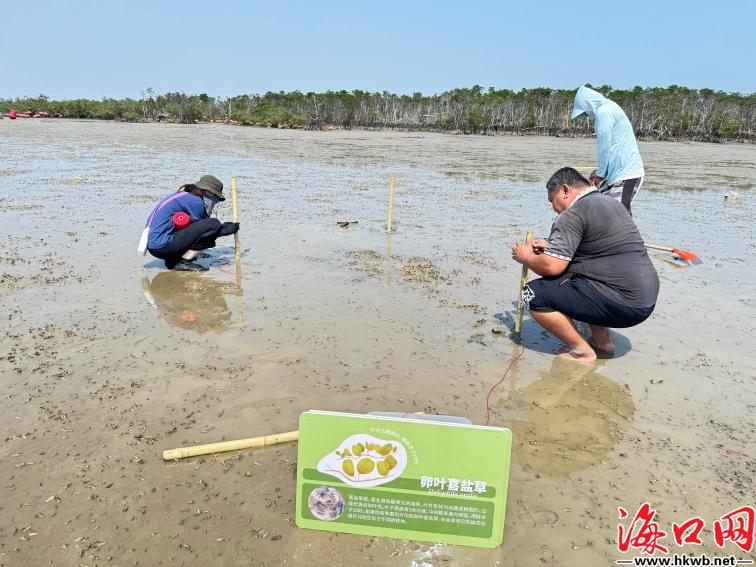 全省唯一！海口北港岛入选2025年“美丽中国我是行动者”先进典型(图5)