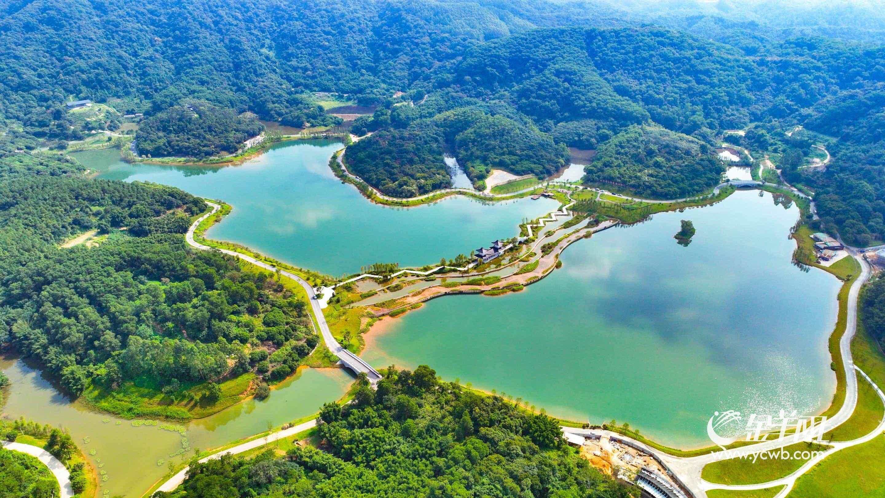 风吹稻浪梦金黄“羊城八景”专家组探寻黄埔治愈系风光(图11)