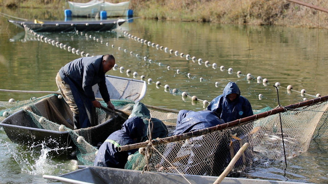 九游娱乐：党媒联动｜黄河好鱼知道(图7)