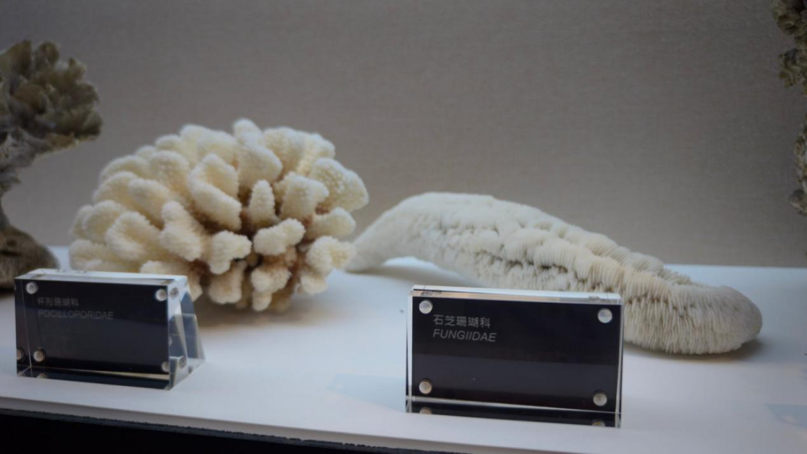 九游娱乐：【央视新闻APP】深海里也有“园林”？在澳门科学馆开启深海奥秘探索之旅(图2)