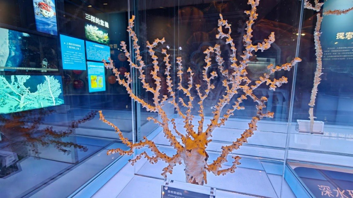 樱花动漫app2023年手机版全新体验